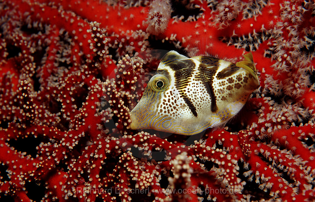 Black-saddled puffer, Canthigaster valentini, Indian Ocean, Komodo National Park, Indonesia