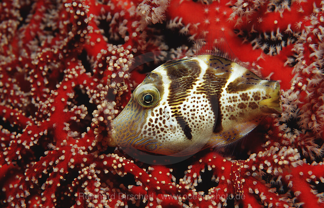 Black-saddled puffer