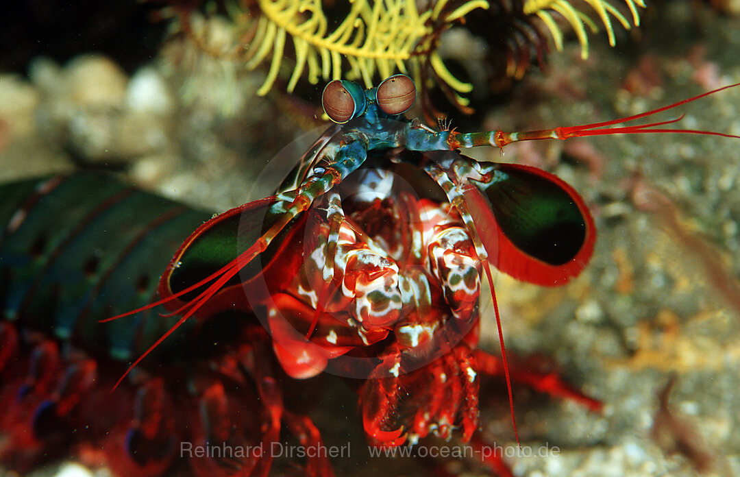 Colored mantis Shrimp