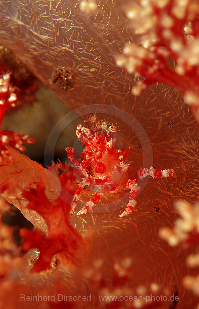 soft coral Spidercrab, Hoplophrys oatesii, Indian Ocean, Komodo National Park, Indonesia