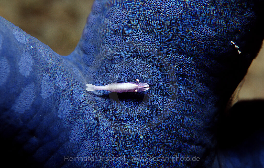 Shrimp on a Starfish