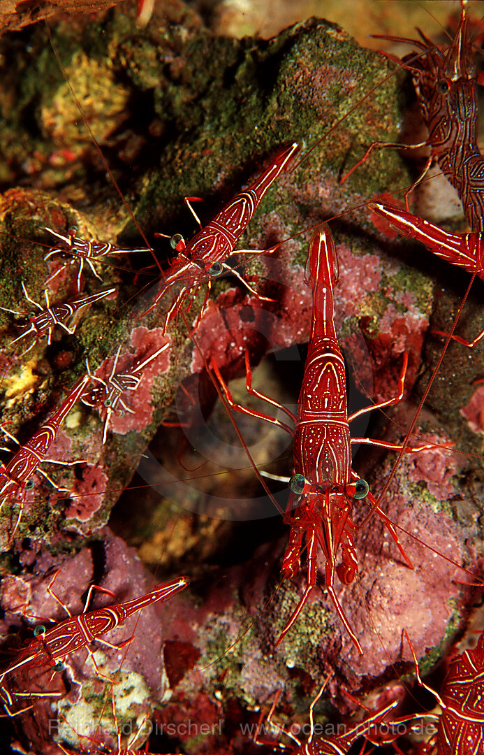 Durban shrimp, Rhynchocinetes durbanensis, Indian Ocean, Komodo National Park, Indonesia