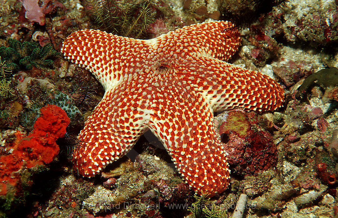 Starfish, Asteroidea, Indian Ocean, Komodo National Park, Indonesia