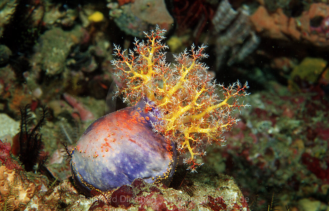 Sea Cucumber