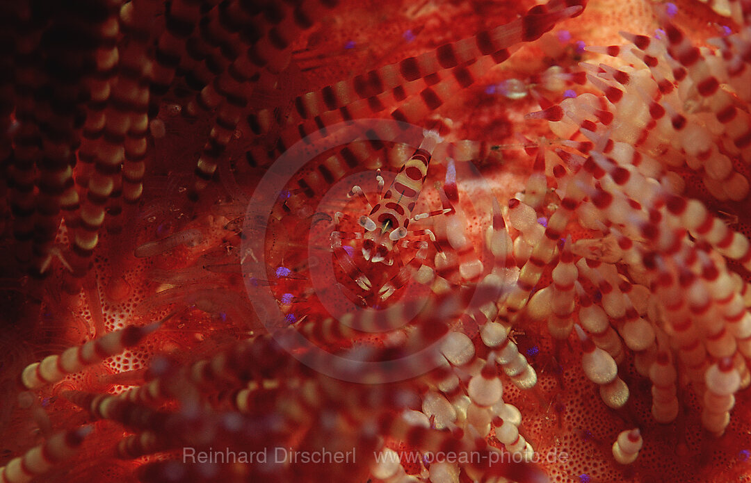 Coleman shrimp on sea urchin, Periclimenes colemani, Indian Ocean, Komodo National Park, Indonesia