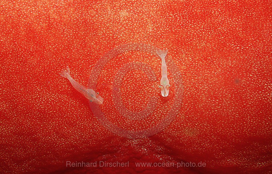 Imperator cleaning shrimp on nudibranch (Spanish dancer)