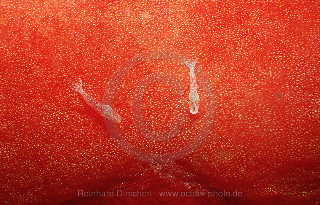 Imperator cleaning shrimp on nudibranch (Spanish dancer), Periclimenes imperator, Indian Ocean, Komodo National Park, Indonesia