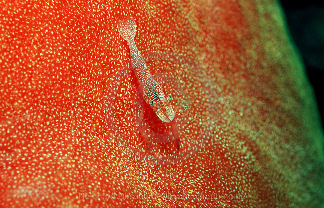 Imperator-Putzergarnele auf Spanischer Taenzerin (Schnecke)