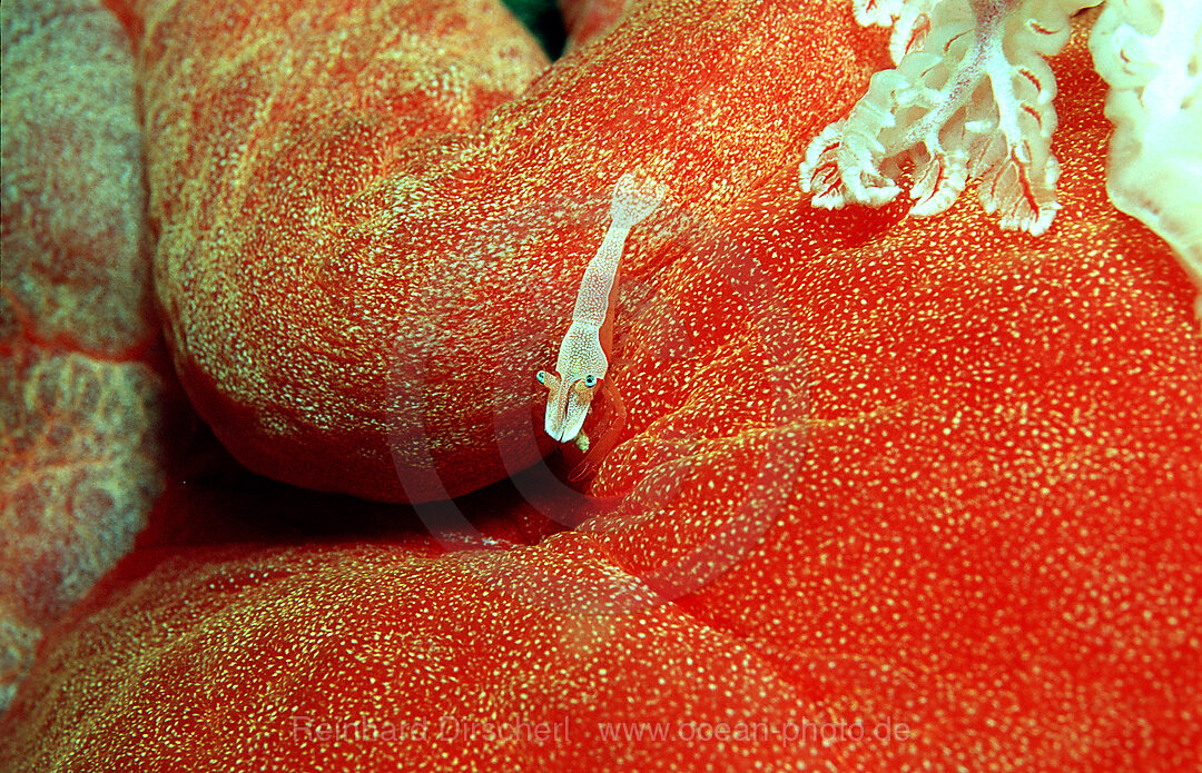 Imperator cleaning shrimp on nudibranch (Spanish dancer), Periclimenes imperator, Indian Ocean, Komodo National Park, Indonesia