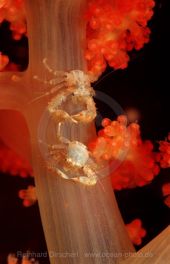 A pair of crabs on soft coral, Indian Ocean, Komodo National Park, Indonesia