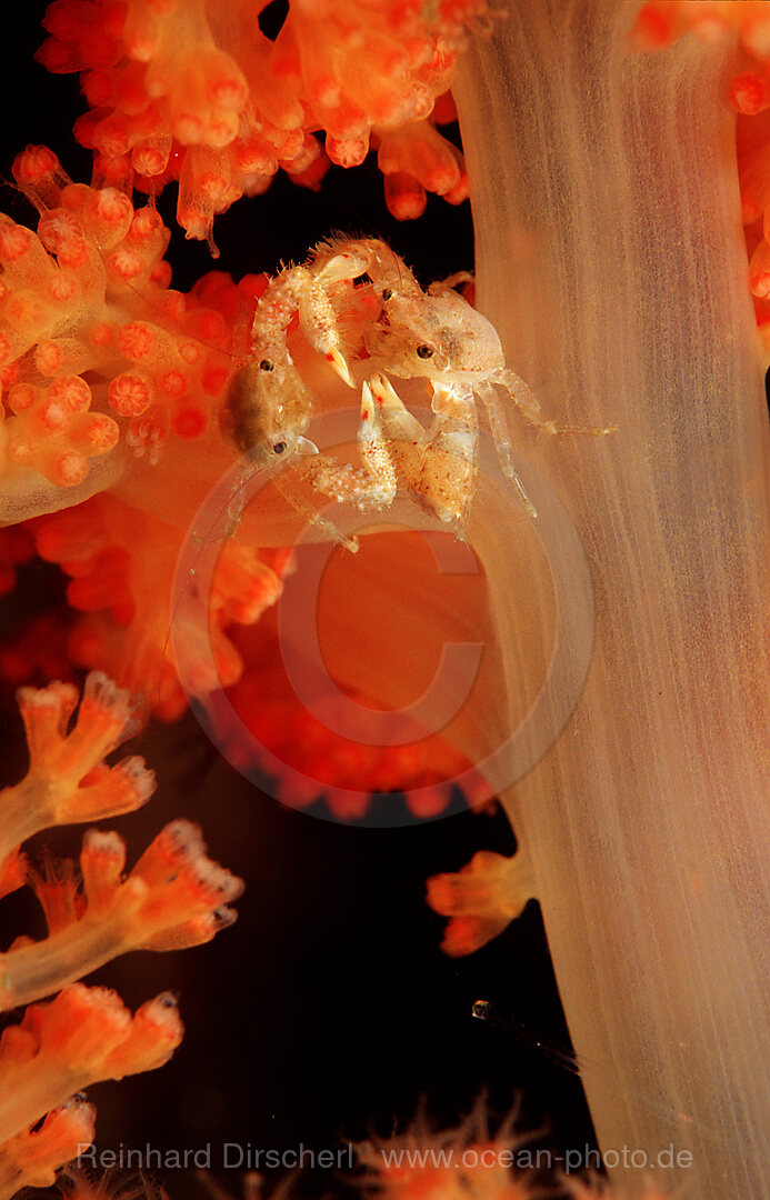 Fighting crabs on soft coral, Indian Ocean, Komodo National Park, Indonesia