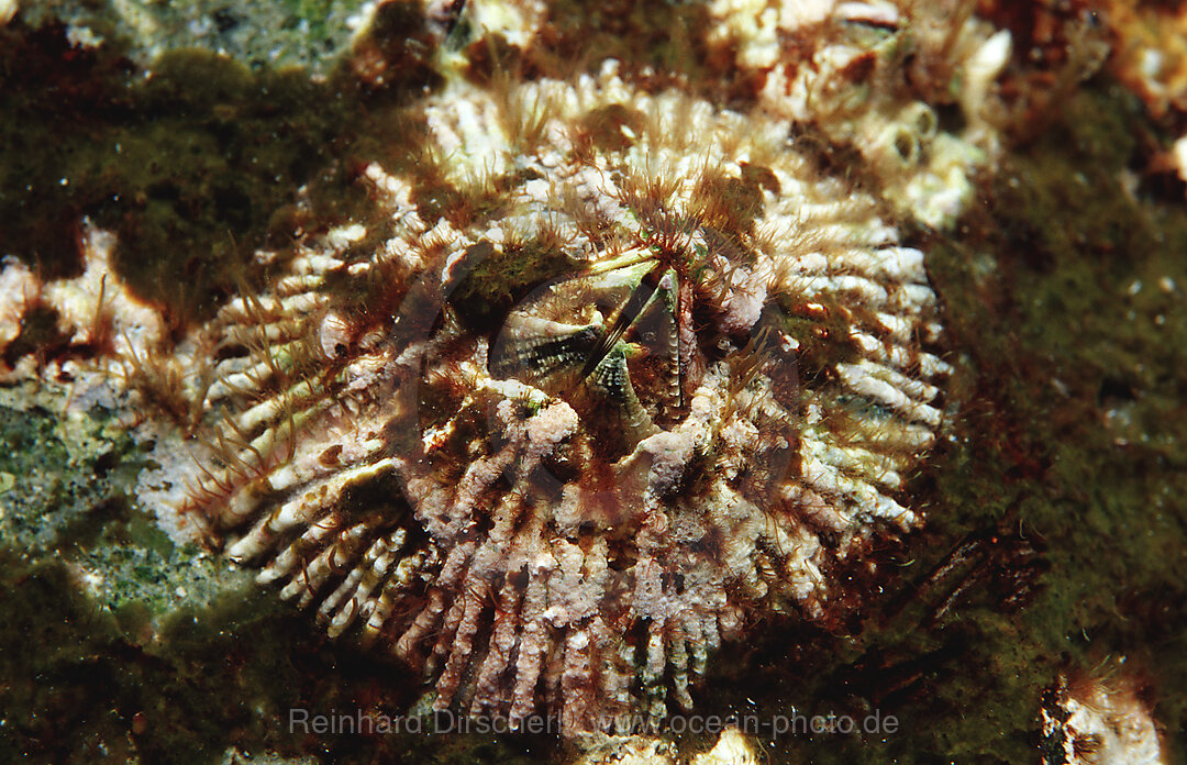 Barnacles, Cirripedia, Indian Ocean, Komodo National Park, Indonesia