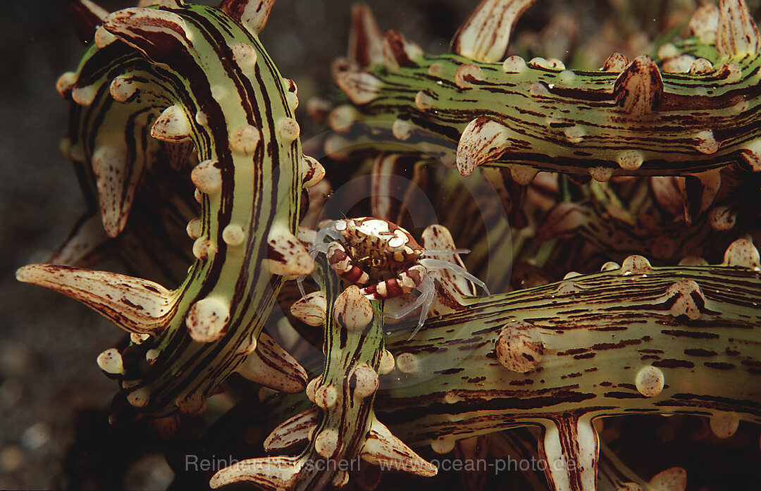 Small crab in sea anemone, Indian Ocean, Komodo National Park, Indonesia