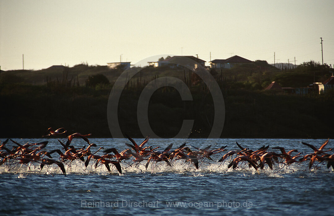 Greater Flamingo, Phoenicopterus ruber, Caribbean Sea, Netherlands antilles, Curacao