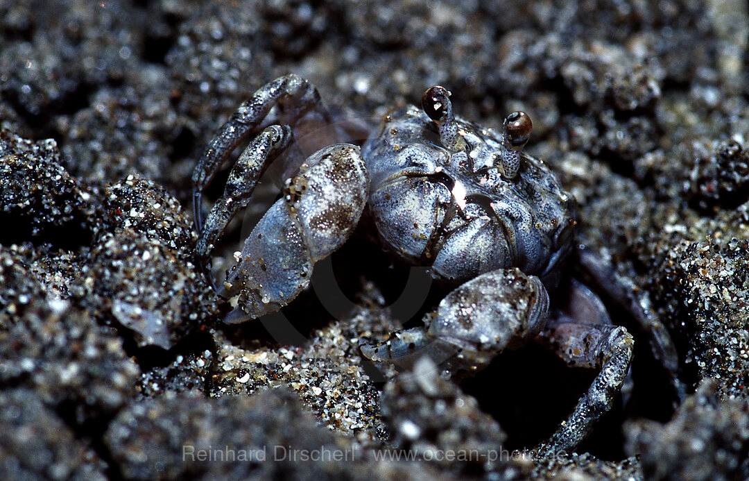 Sand bubbler forming sand balls, Scopimera inflata, Indian Ocean, Bali, Indonesia