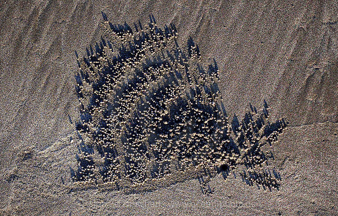 Sand formation, made by Sand bubbler, Scopimera inflata, Indian Ocean, Bali, Indonesia