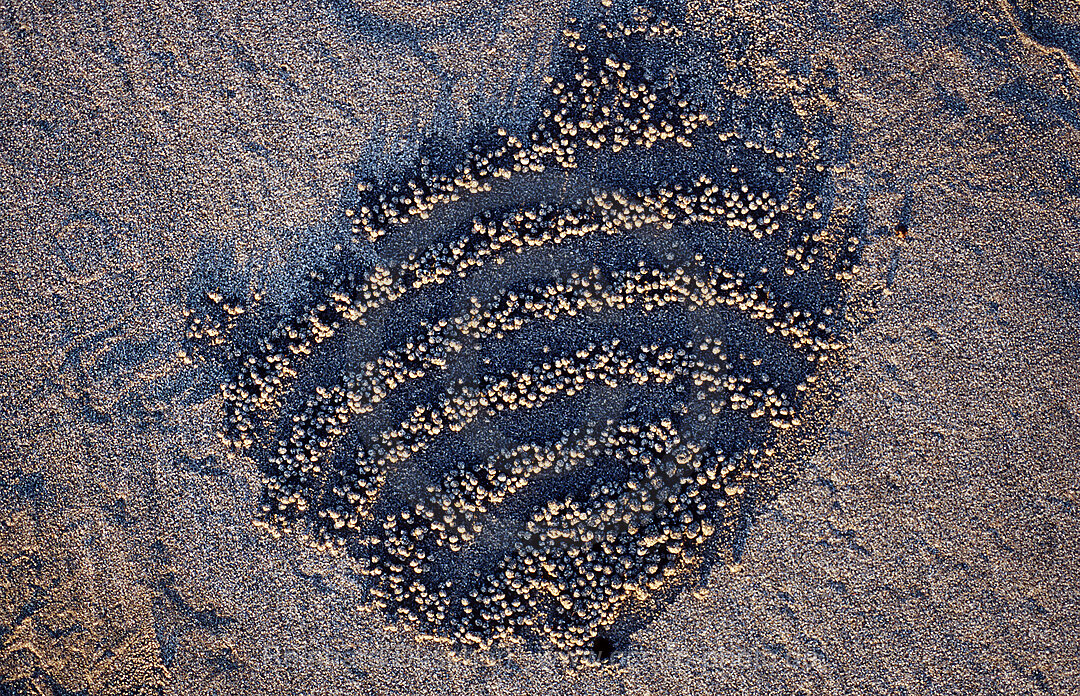 Sandformation, kreiert durch Sandkrabbe, Scopimera inflata, Indischer Ozean, Bali, Indonesien