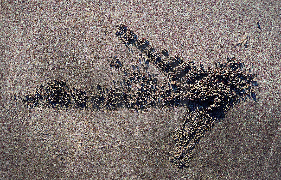 Sandformation, kreiert durch Sandkrabbe