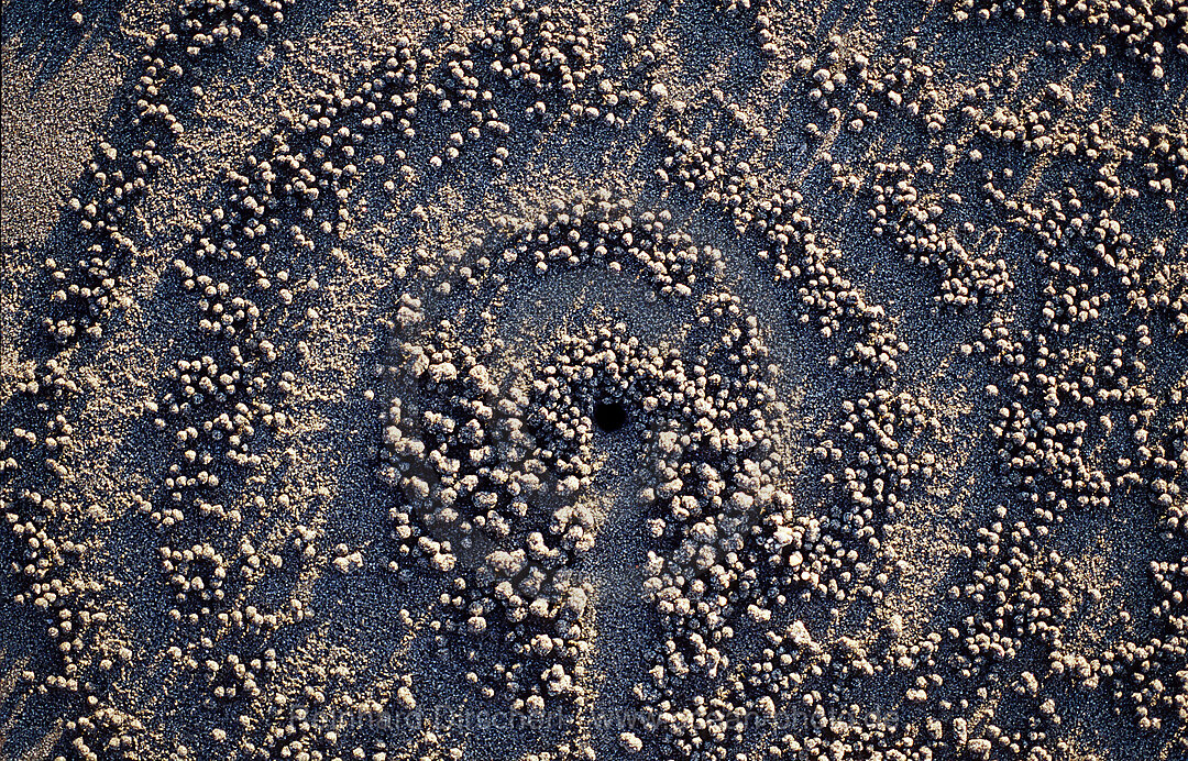 Sandformation, kreiert durch Sandkrabbe