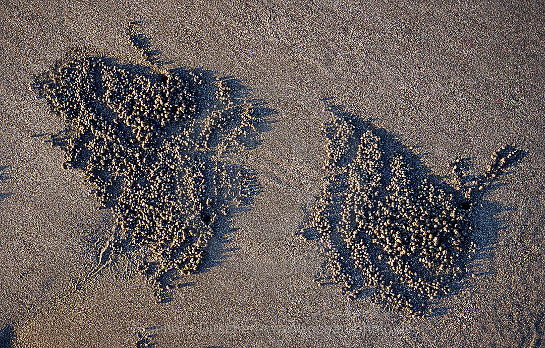 Sandformation, kreiert durch Sandkrabbe