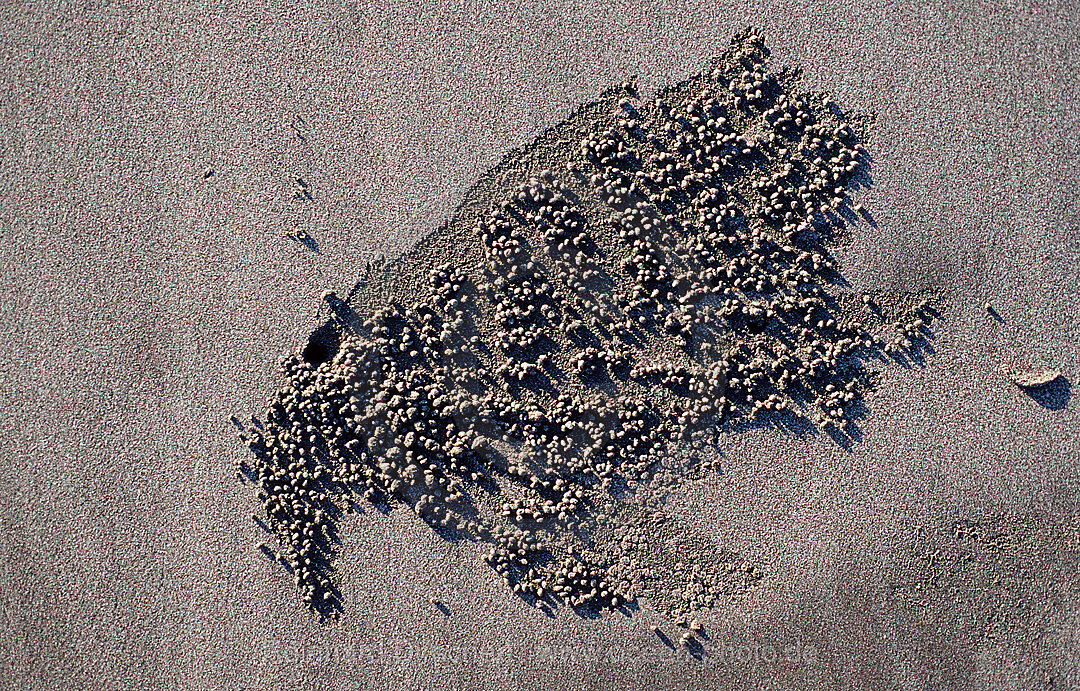 Sandformation, kreiert durch Sandkrabbe