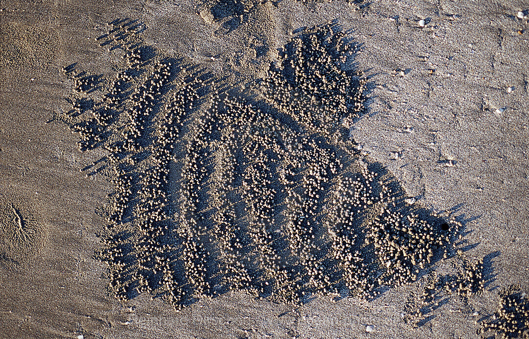 Sand formation, made by Sand bubbler