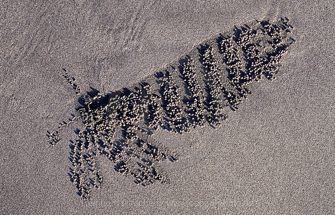 Sandformation, kreiert durch Sandkrabbe, Scopimera inflata, Indischer Ozean, Bali, Indonesien