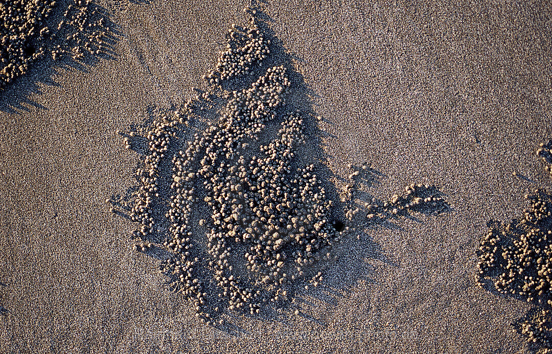 Sandformation, kreiert durch Sandkrabbe