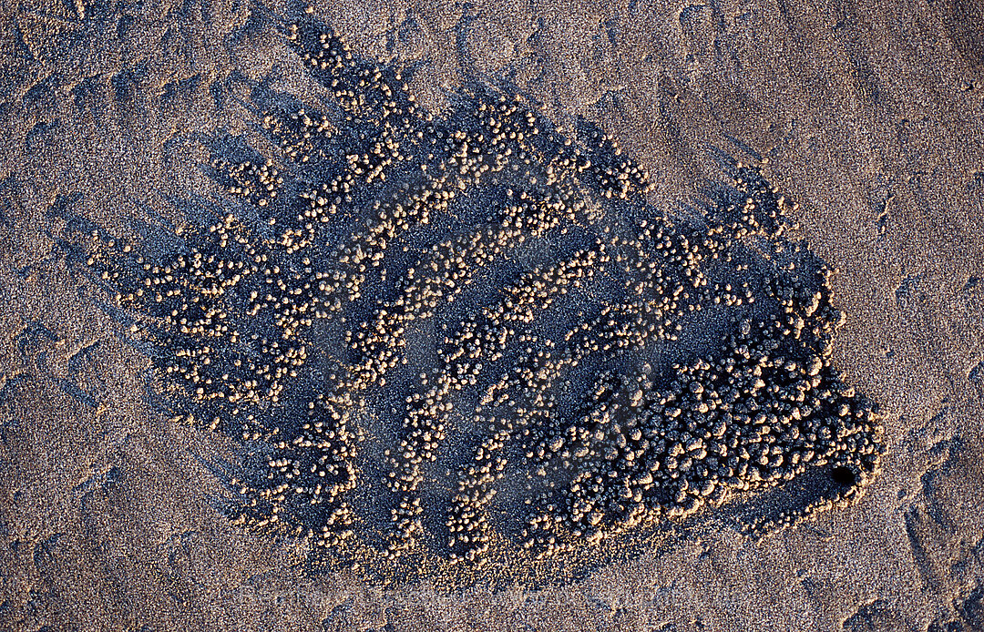 Sandformation, kreiert durch Sandkrabbe