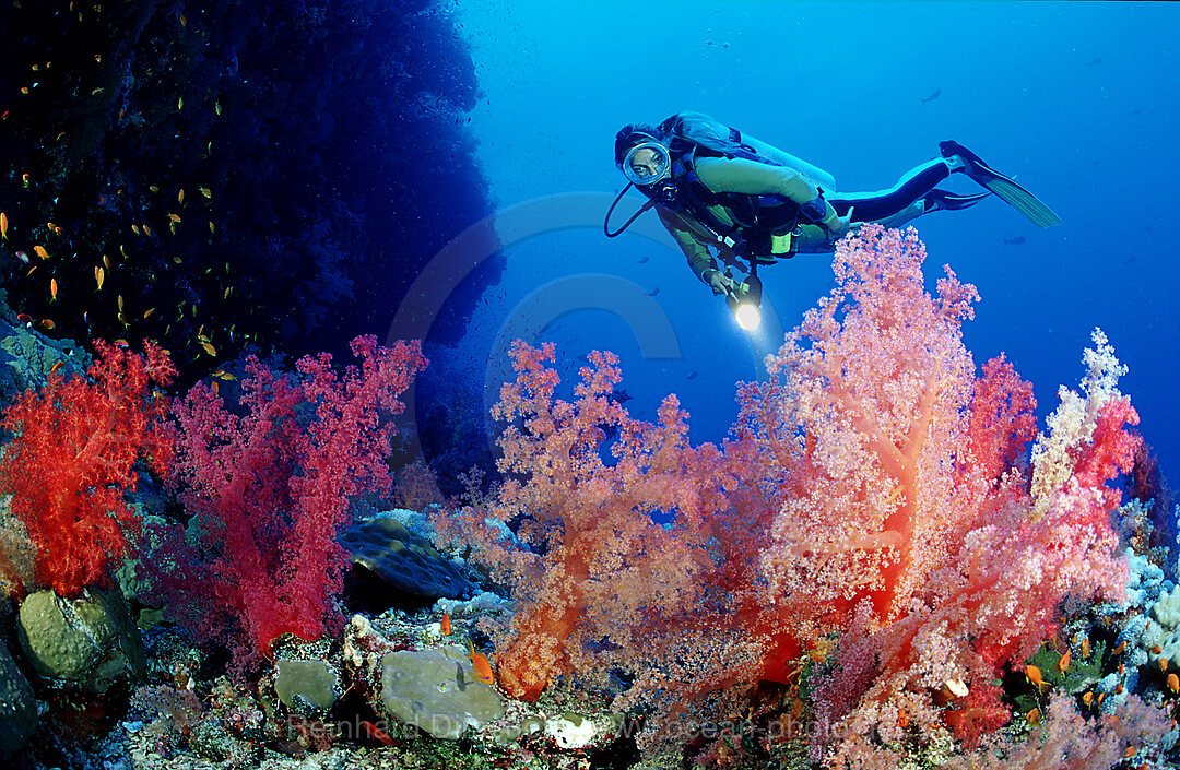 Taucher und Weichkorallen, Rotes Meer, Brother Islands, gypten, Aegypten