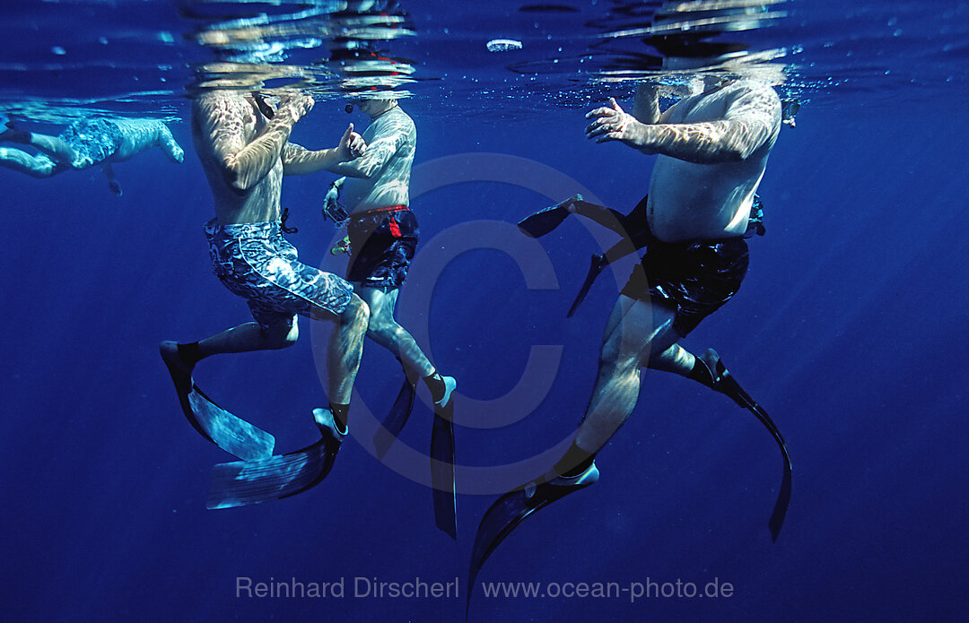 Schwimmer an der Wasseroberflaeche