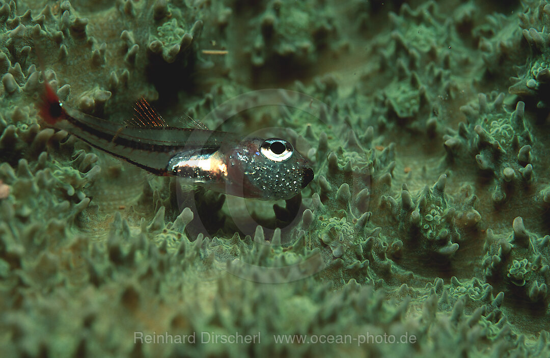 Rotfleck-Kardinalfisch mit Eiern im Maul,  Apogon parvulus, Pazifik, Papua Neu Guinea