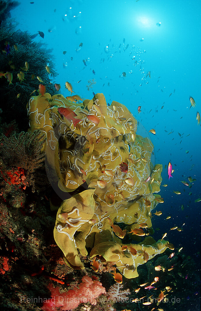 Coral reef