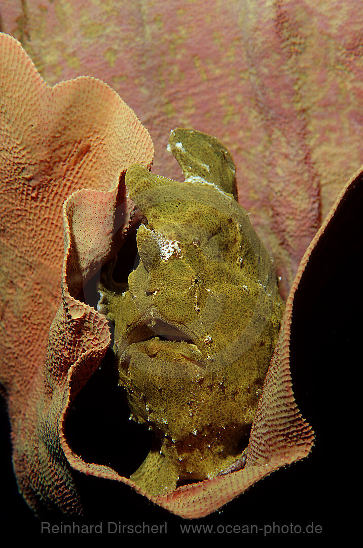 Riesen-Anglerfisch, Kroetenfisch