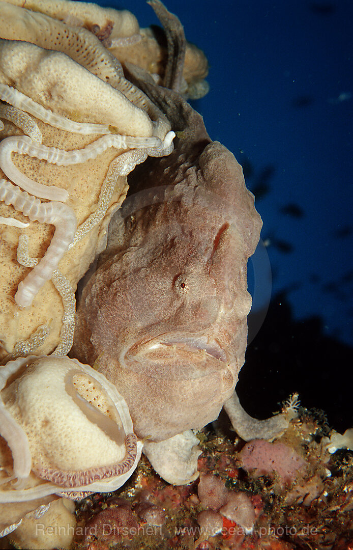 Riesen-Anglerfisch, Kroetenfisch, Antennarius commersonii, Bohosee, Boholsee, Bohol Sea, Pazifik, Panglao Island, Bohol, Philippinen