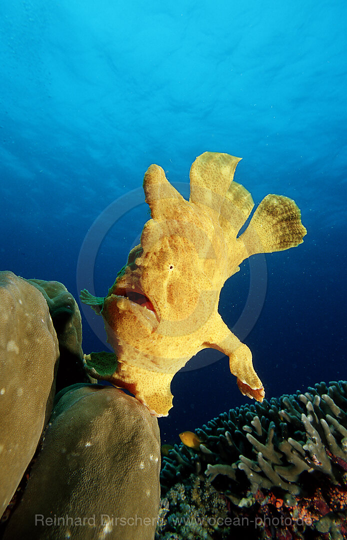 Giant frogfish
