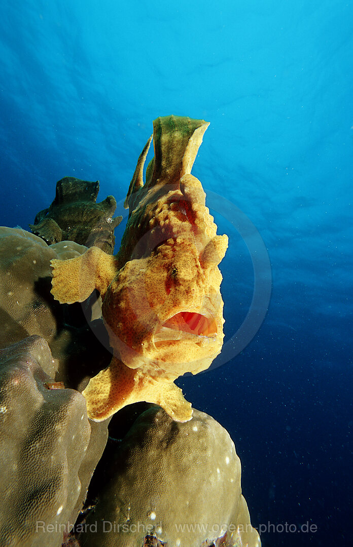 Riesen-Anglerfisch, Kroetenfisch