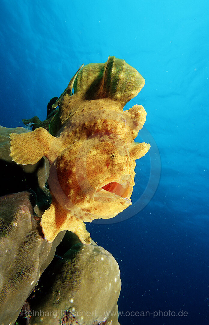 Riesen-Anglerfisch, Kroetenfisch, Antennarius commersonii, Bohosee, Boholsee, Bohol Sea, Pazifik, Panglao Island, Bohol, Philippinen