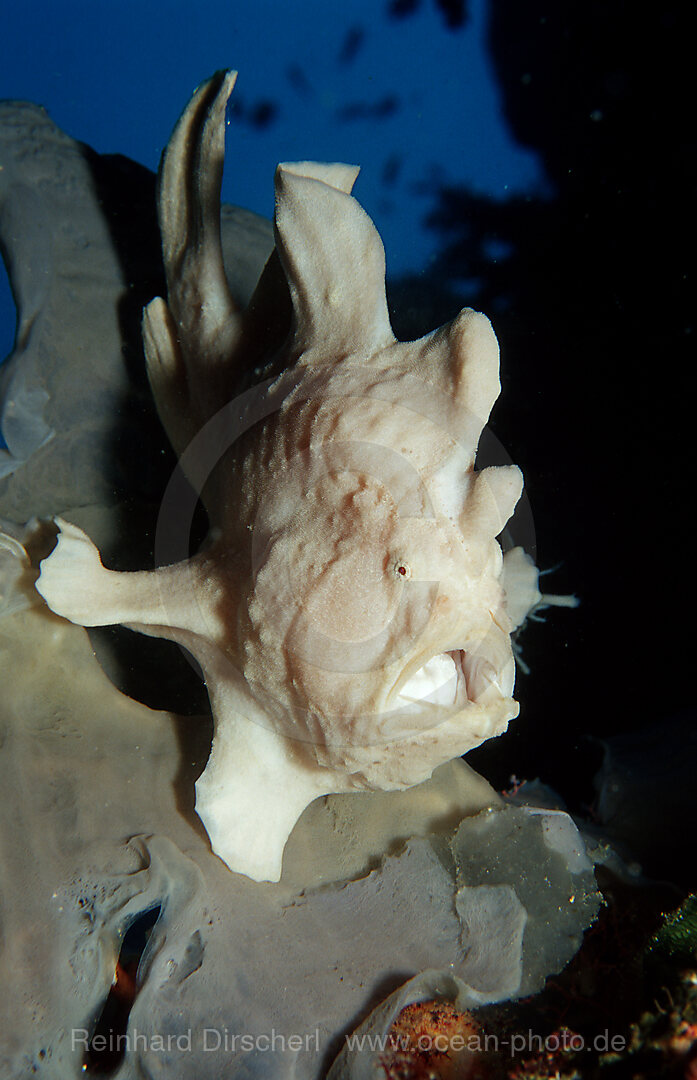 Giant frogfish