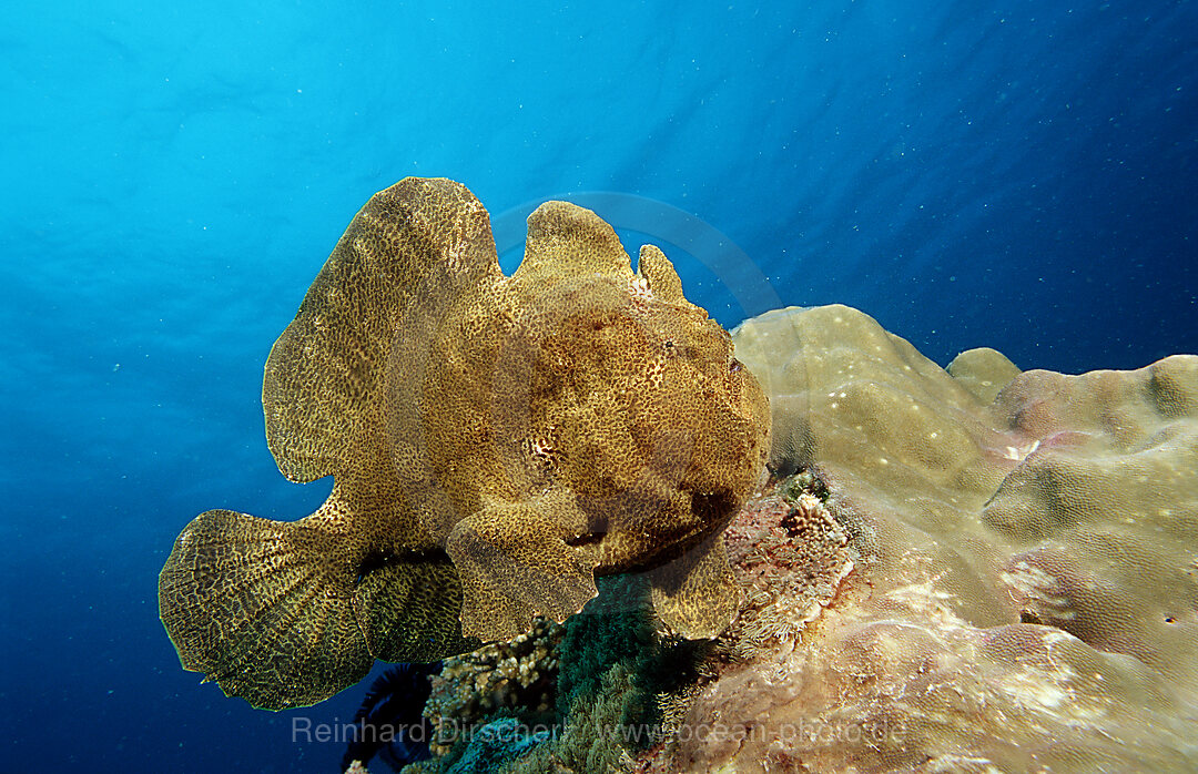 Giant frogfish