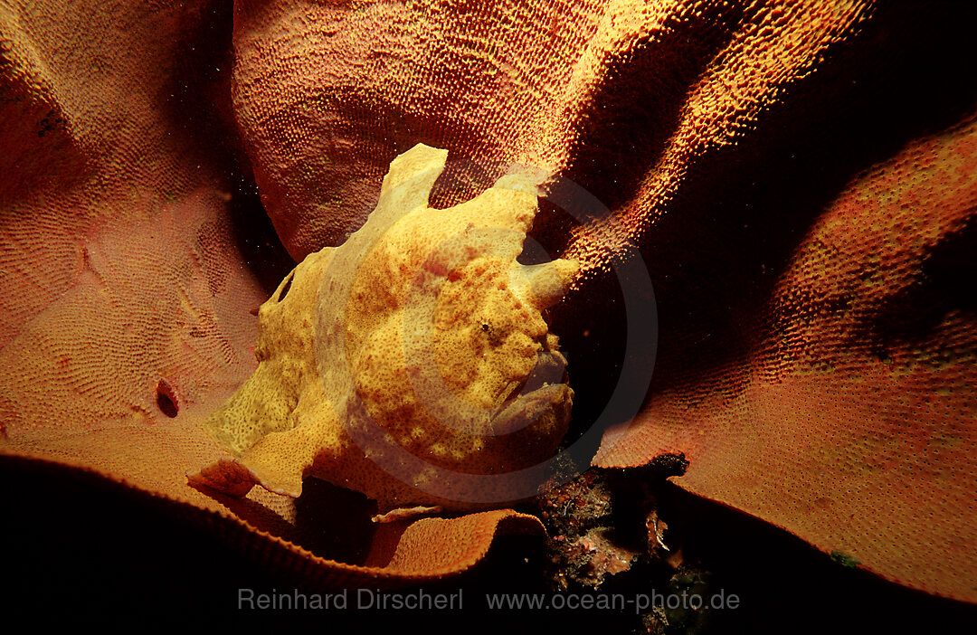 Riesen-Anglerfisch, Kroetenfisch, Antennarius commersonii, Bohosee, Boholsee, Bohol Sea, Pazifik, Panglao Island, Bohol, Philippinen