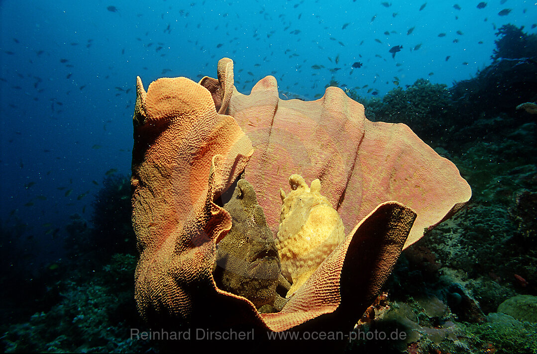 Zwei Riesen-Anglerfische, Kroetenfische auf Elefantenohrschwamm, Antennarius commersonii, Bohosee, Boholsee, Bohol Sea, Pazifik, Panglao Island, Bohol, Philippinen