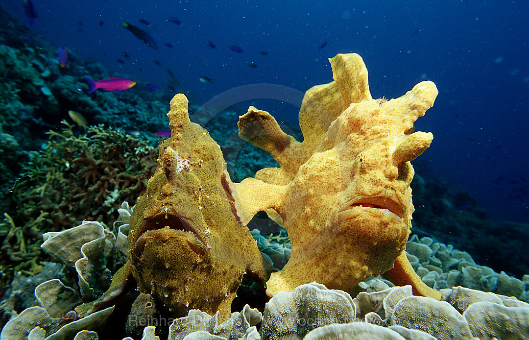 Zwei Riesen-Anglerfische, Kroetenfische, Antennarius commersonii, Bohosee, Boholsee, Bohol Sea, Pazifik, Panglao Island, Bohol, Philippinen