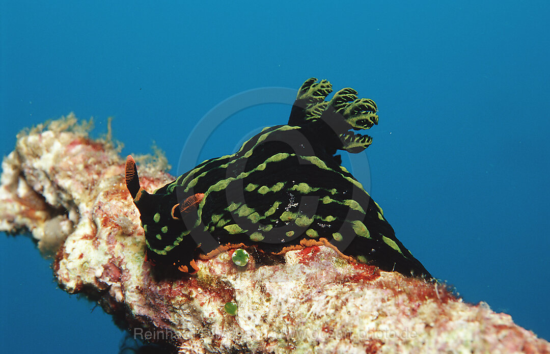 nudibranch, Nembrotha kubaryana, Bohol Sea, Pacific Ocean, Panglao Island, Bohol, Philippines