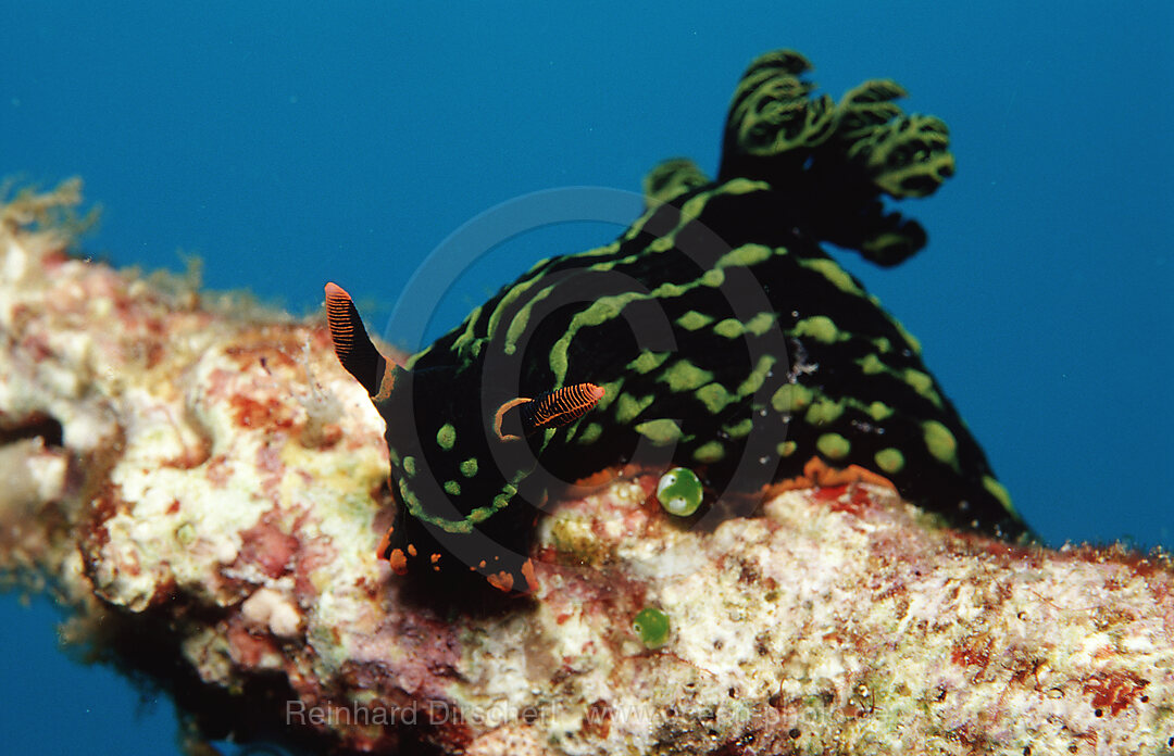 nudibranch, Nembrotha kubaryana, Bohol Sea, Pacific Ocean, Panglao Island, Bohol, Philippines