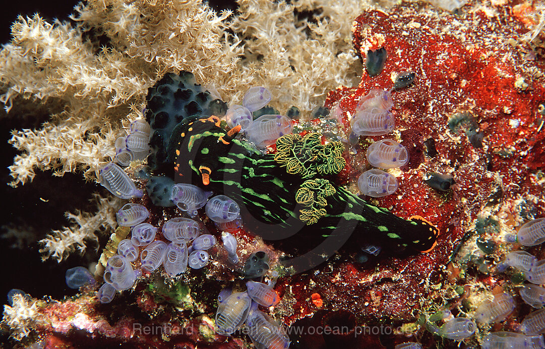 Nacktschnecke, Nembrotha kubaryana, Bohosee, Boholsee, Bohol Sea, Pazifik, Panglao Island, Bohol, Philippinen