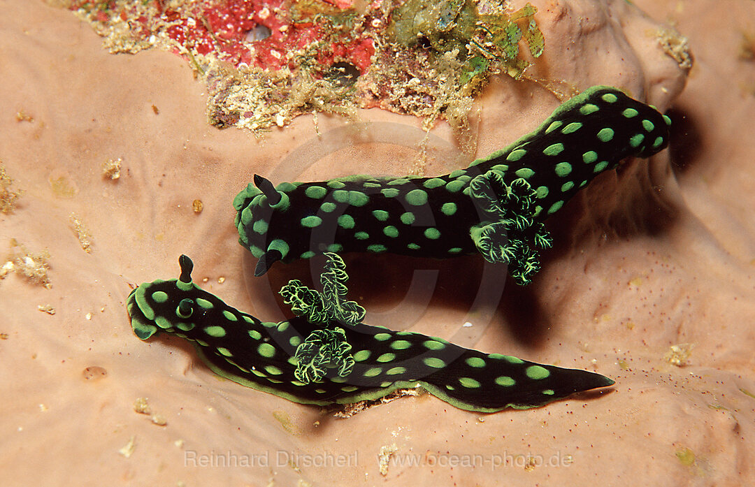 Two nudibranches