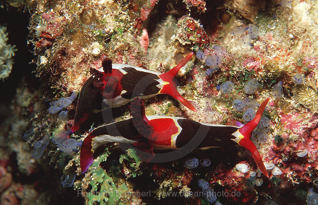 Nacktschnecke, Neonsternschnecke