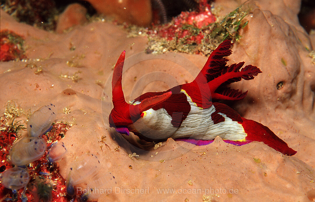 Nacktschnecke, Neonsternschnecke