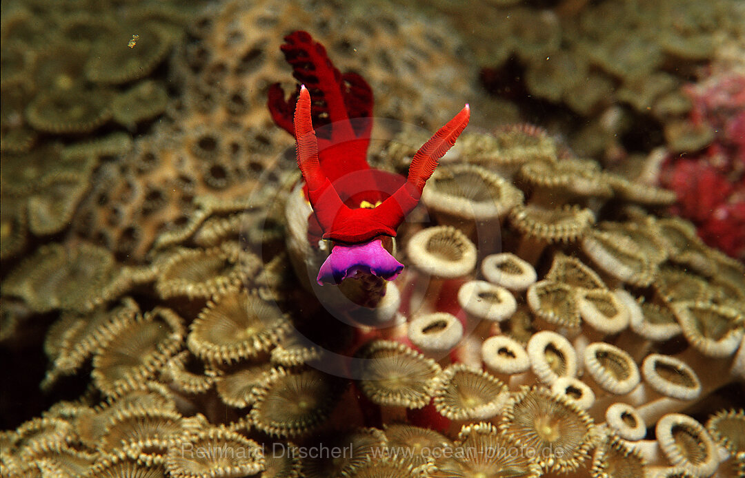 Nacktschnecke, Neonsternschnecke, Nembrotha sp., Bohosee, Boholsee, Bohol Sea, Pazifik, Panglao Island, Bohol, Philippinen